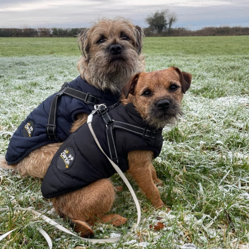 BLACK DOG COAT WITH HARNESS