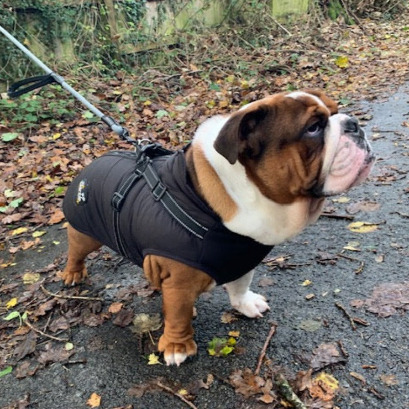 Dog coat suitable deals for harness