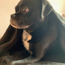 Load image into Gallery viewer, Black Barkle Snuggie Dog Blanket
